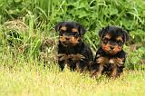 YORKSHIRE TERRIER 591